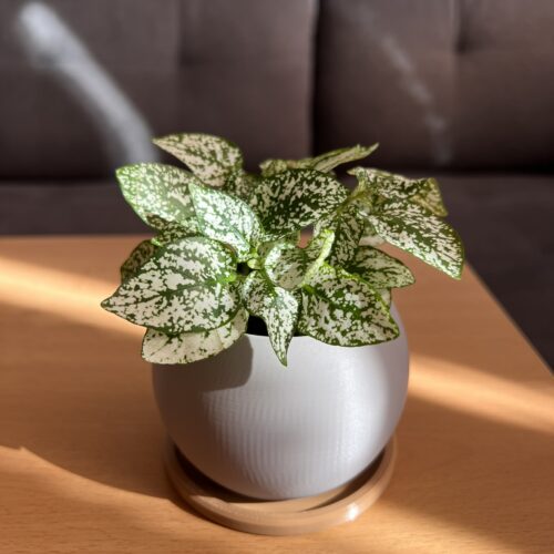 SINGLE - Květináč